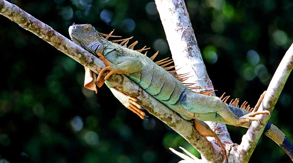 Nicaragua Lizard